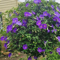 Cát đằng (Khấu Vài Lèng) - Cây bông báo hoa tím